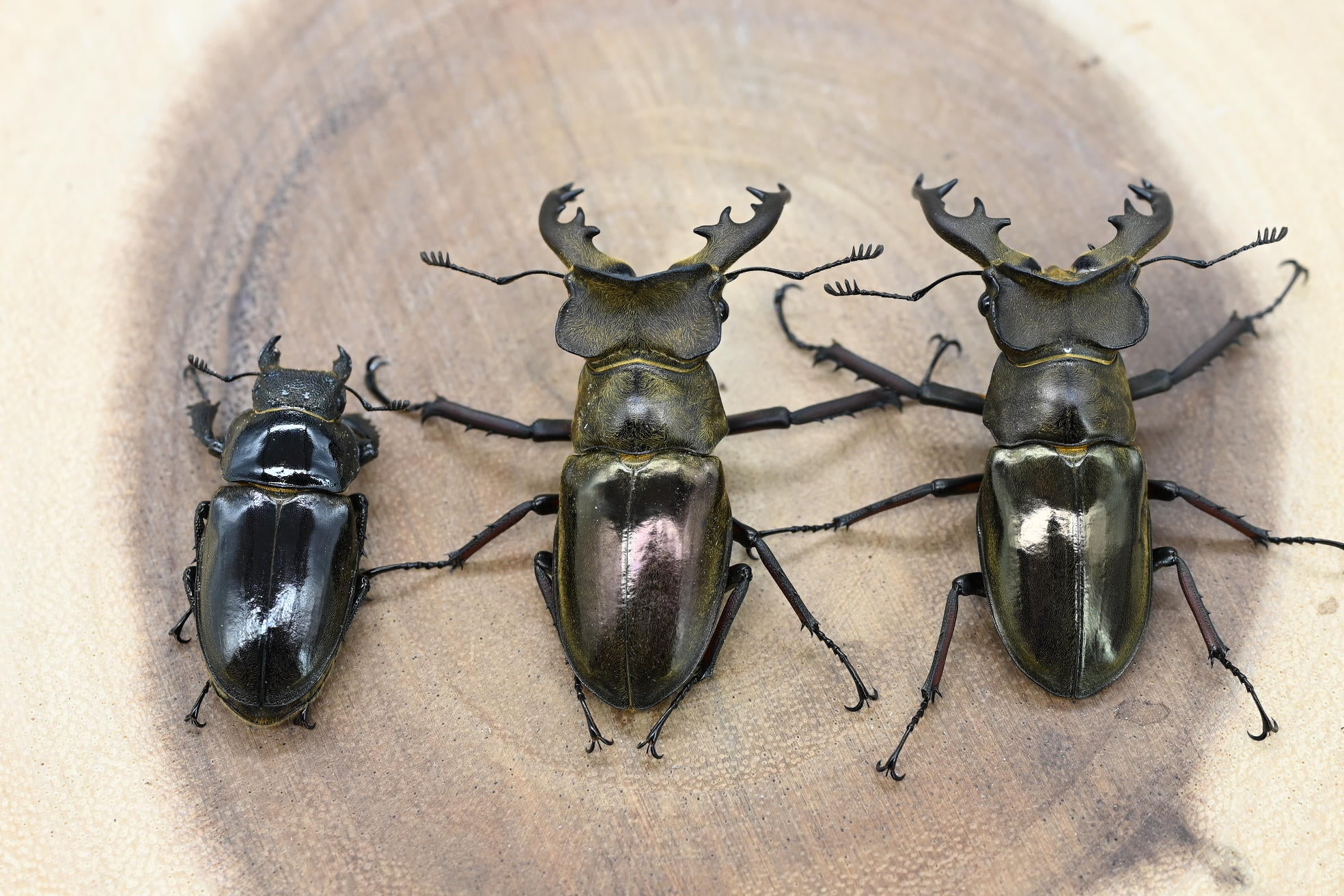 ウェムケンミヤマクワガタ ♂2 ♀1 No.1 – HAWAIIAN BEETLE