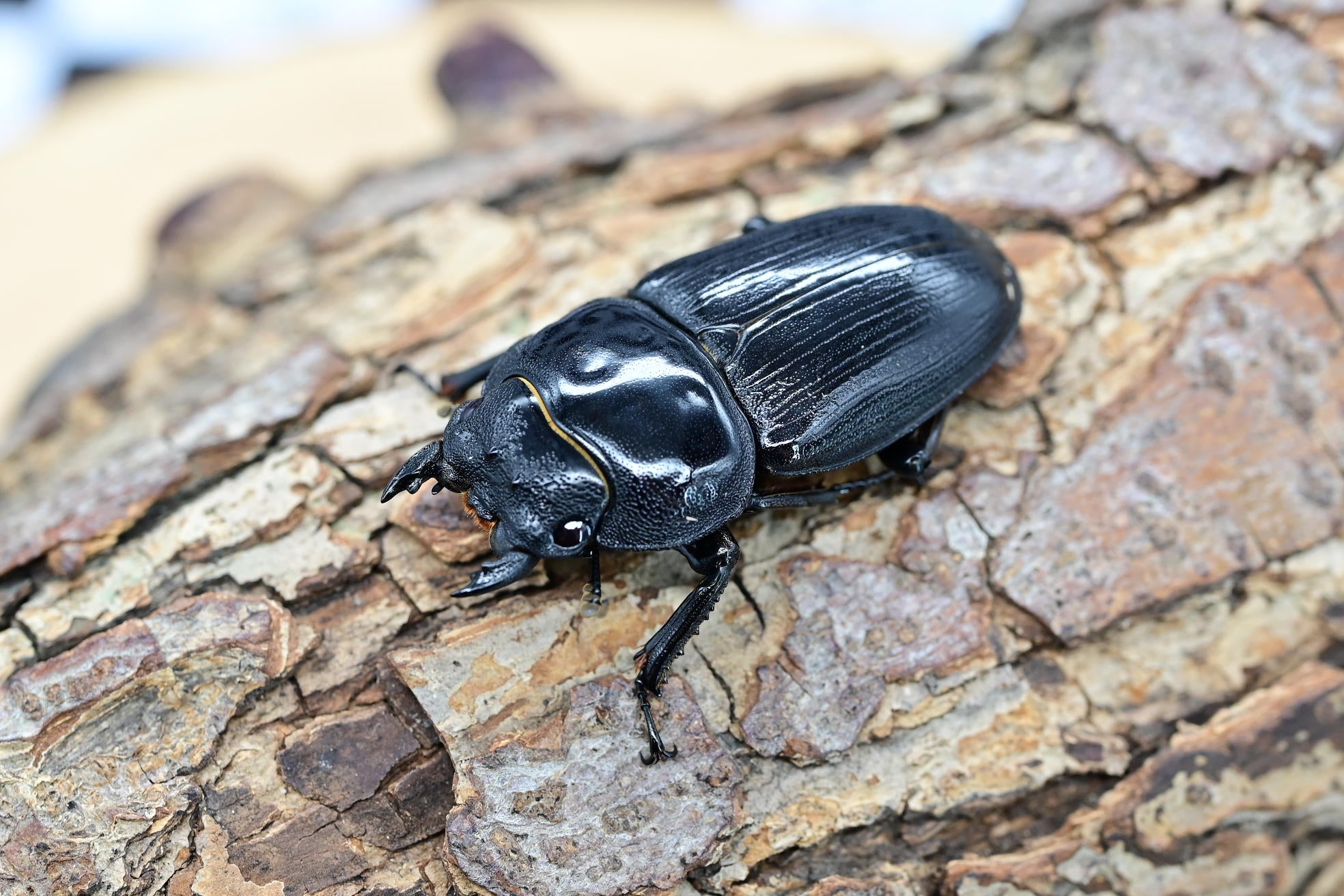 ホペイオオクワガタ ♀単品 – HAWAIIAN BEETLE